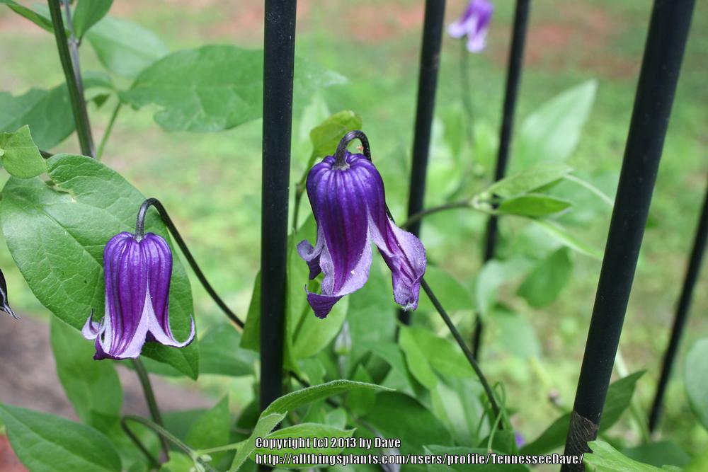 Photo of Clematis 'Roguchi' uploaded by TennesseeDave