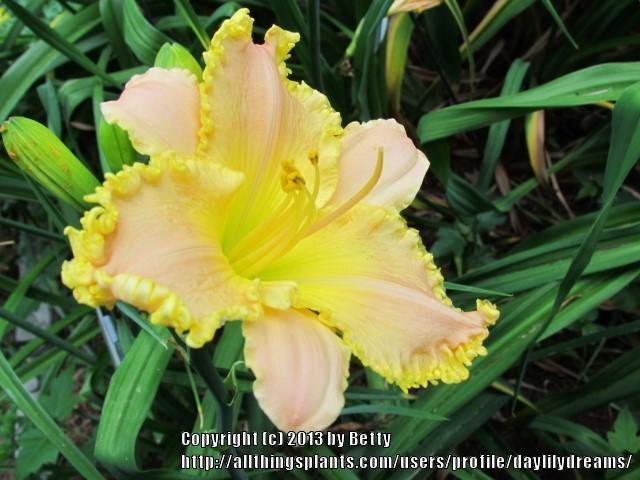 Photo of Daylily (Hemerocallis 'Joy to the World') uploaded by daylilydreams