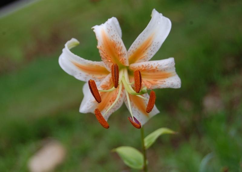 Photo of Lily (Lilium 'Lady Alice') uploaded by pixie62560