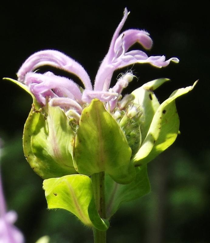 Photo of Wild Bergamot (Monarda fistulosa) uploaded by vic