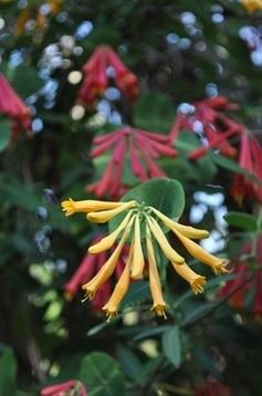 Photo of Coral Honeysuckle (Lonicera sempervirens) uploaded by vic