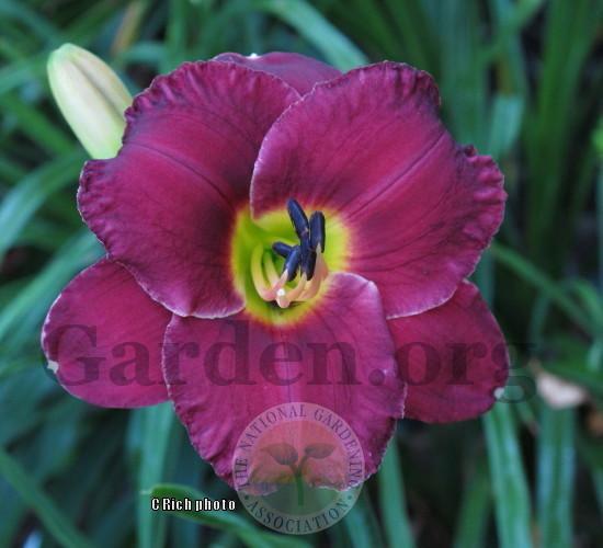 Photo of Daylily (Hemerocallis 'Promise to Behave') uploaded by Char