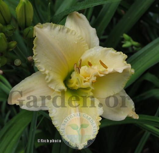 Photo of Daylily (Hemerocallis 'Added Attractions') uploaded by Char