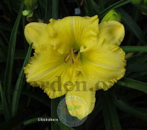 Photo of Daylily (Hemerocallis 'Self Absorbed') uploaded by Char