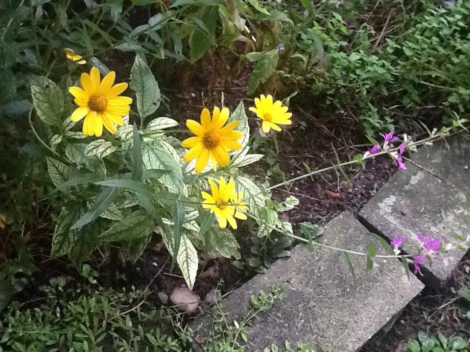 Photo of False Sunflower (Heliopsis helianthoides var. scabra Loraine Sunshine) uploaded by Lj