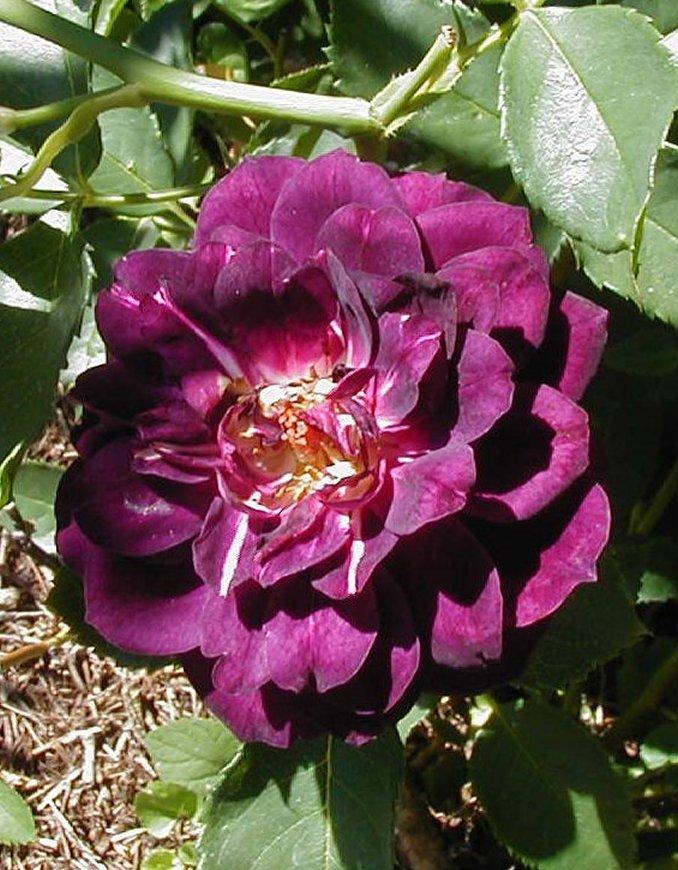 Photo of Rose (Rosa 'Midnight Blue') uploaded by RoseBlush1