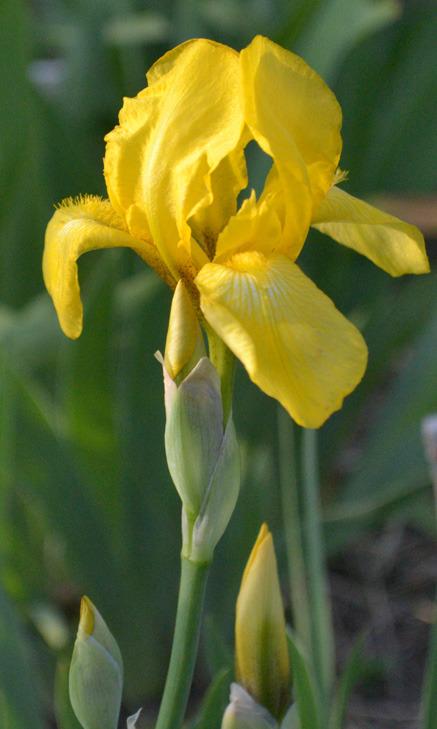 Photo of Tall Bearded Iris (Iris 'Sherwin-Wright') uploaded by brettbarney73