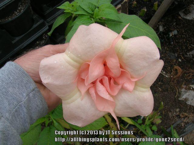 Photo of Angel Trumpet (Brugmansia 'Royal Ruby') uploaded by gone2seed