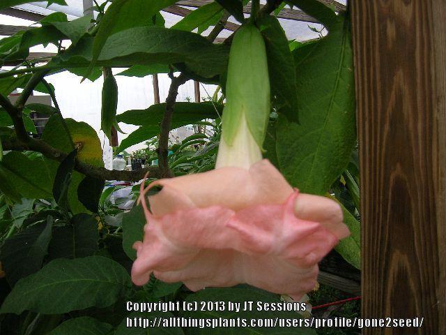 Photo of Angel Trumpet (Brugmansia 'Royal Ruby') uploaded by gone2seed