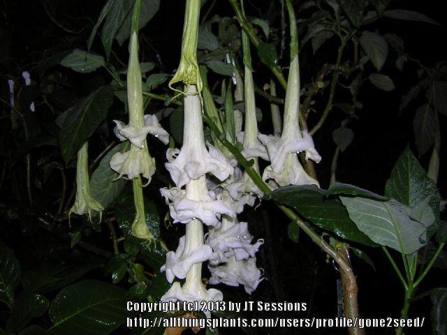 Photo of Angel Trumpet (Brugmansia 'Wretched Mess') uploaded by gone2seed
