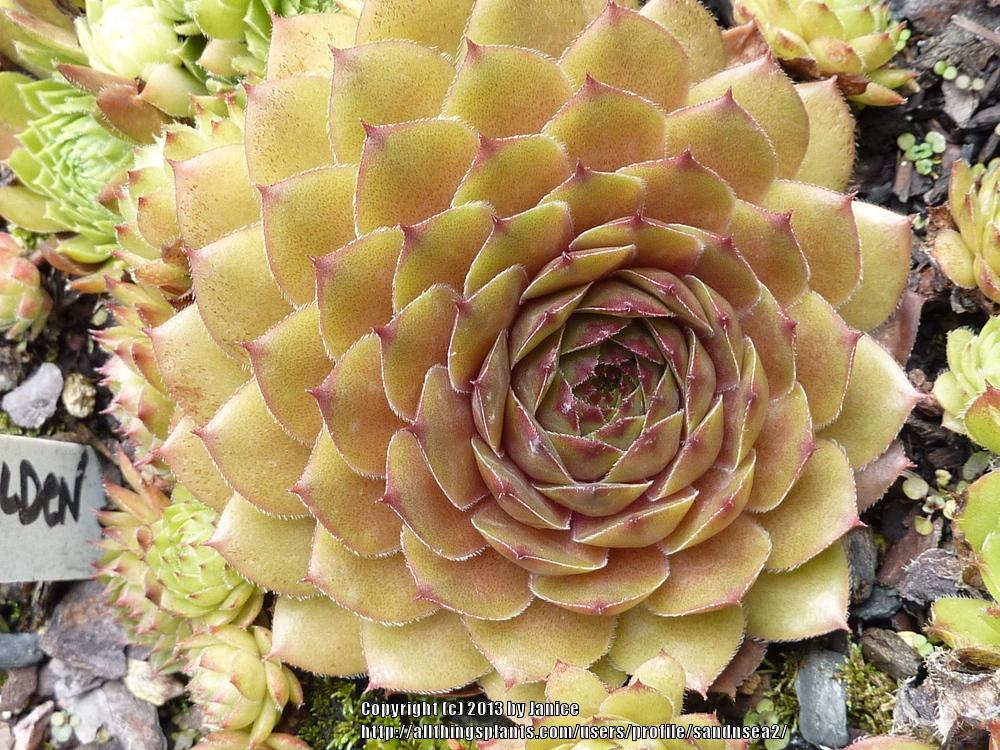 Photo of Hen and Chicks (Sempervivum 'Mitchell's Gold') uploaded by sandnsea2