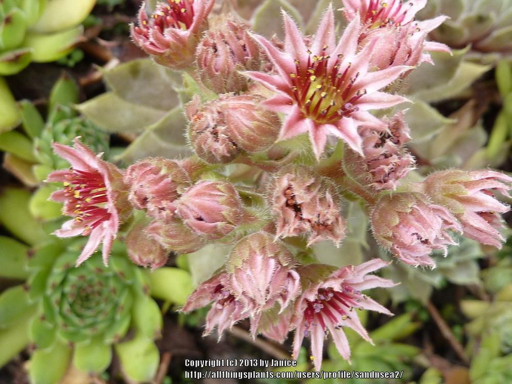 Photo of Hen and Chicks (Sempervivum 'Lavender and Old Lace') uploaded by sandnsea2