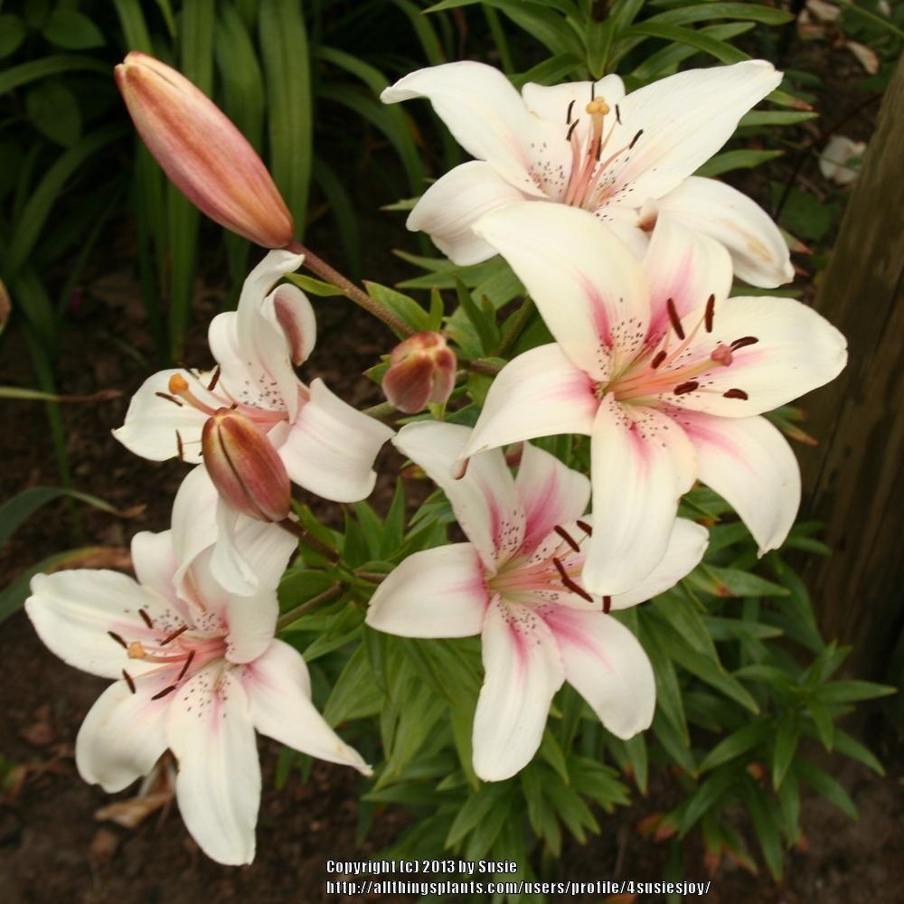 Photo of Lily (Lilium 'Shirley') uploaded by 4susiesjoy