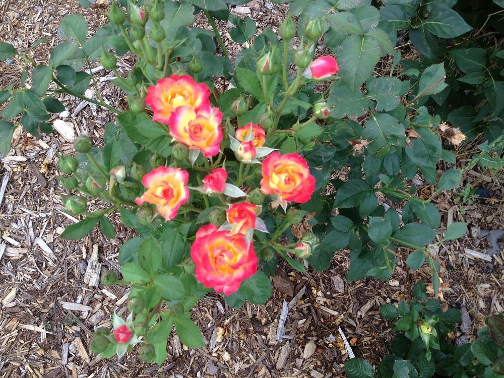 Photo of Rose (Rosa 'Typhoon') uploaded by Skiekitty