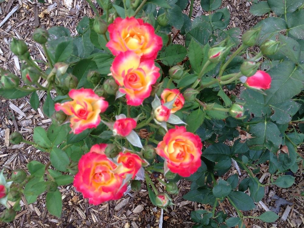 Photo of Rose (Rosa 'Typhoon') uploaded by Skiekitty
