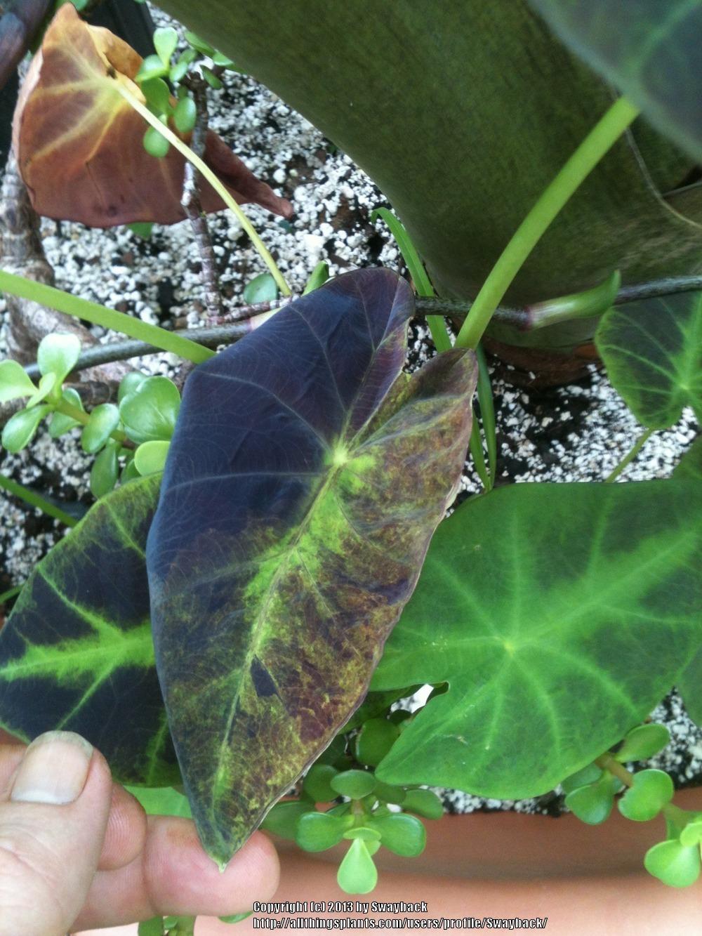 Photo of Imperial Taro (Colocasia esculenta 'Black Beauty') uploaded by Swayback