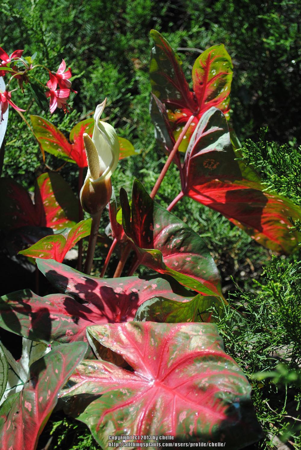 Photo of Fancy-leaf Caladium (Caladium 'Red Flash') uploaded by chelle