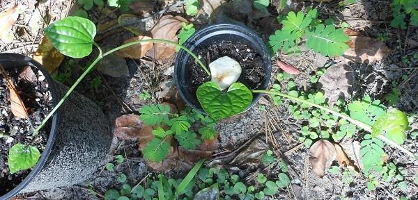 Photo of Wild Betel Leaf (Piper sarmentosum) uploaded by greene