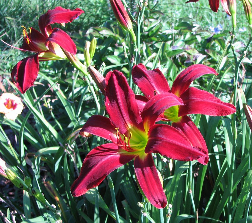 Photo of Daylily (Hemerocallis 'Heavenly United We Stand') uploaded by mlt