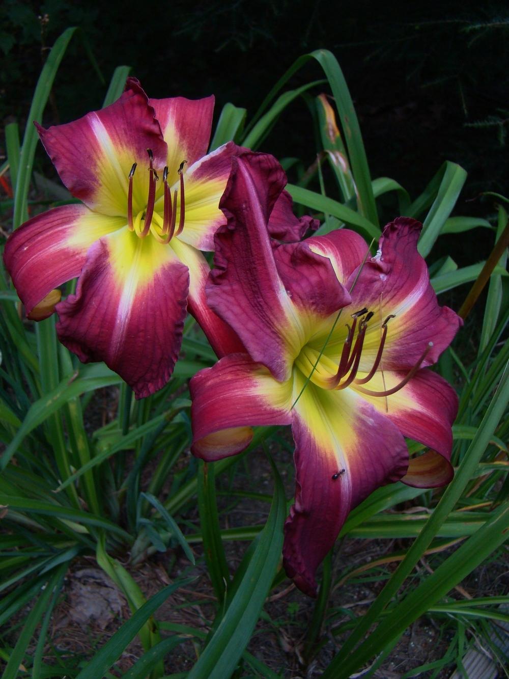 Photo of Daylily (Hemerocallis 'Late to the Party') uploaded by nh4me