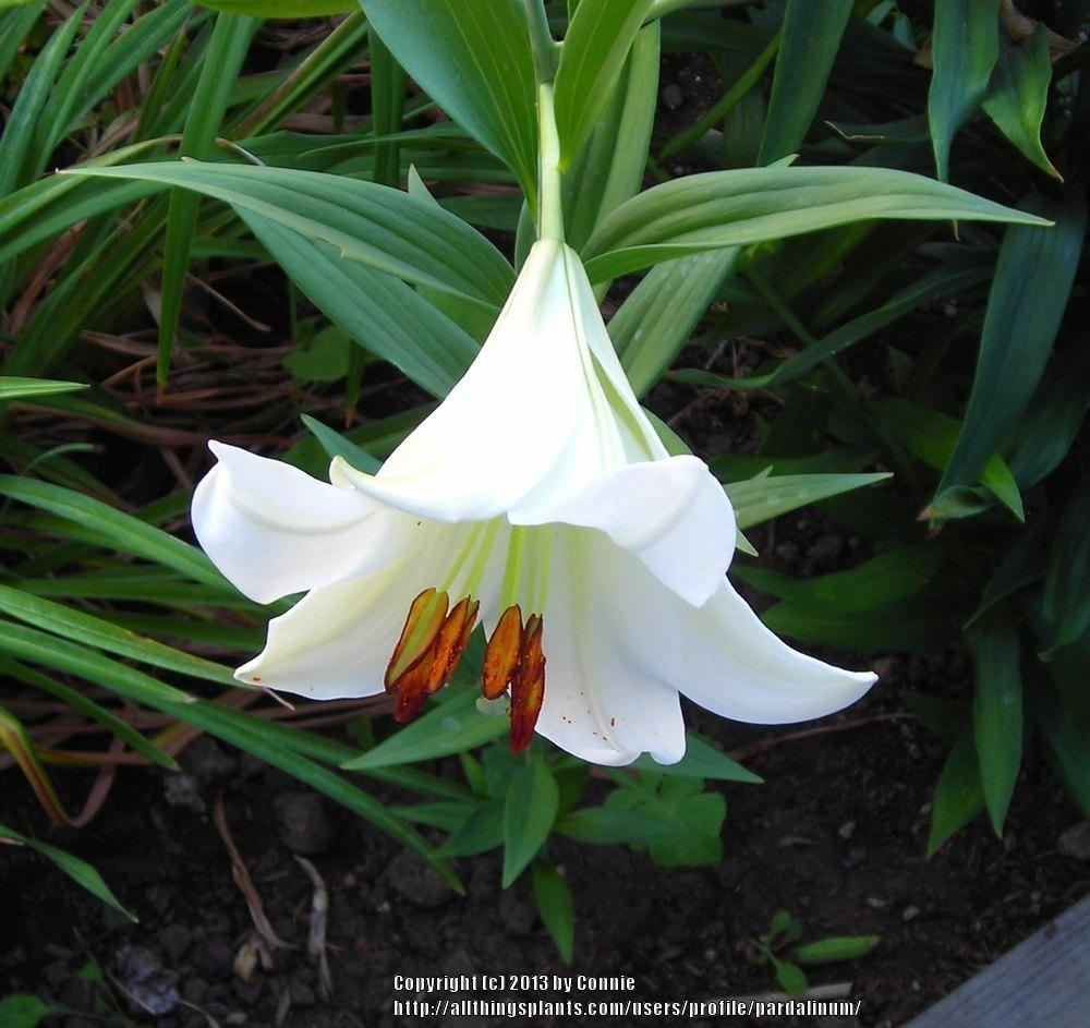 Photo of Lily (Lilium 'Polar') uploaded by pardalinum
