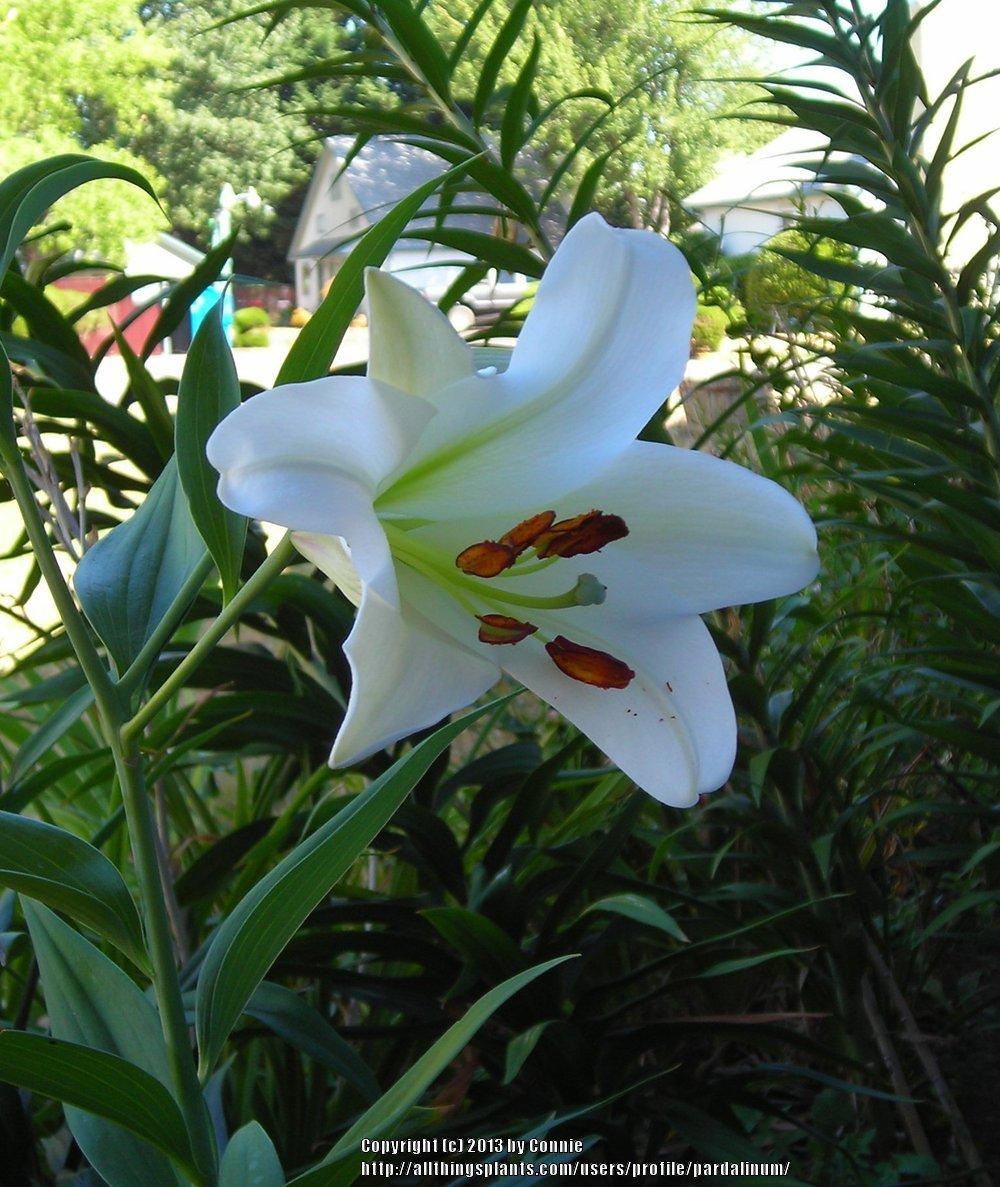 Photo of Lily (Lilium 'Polar') uploaded by pardalinum