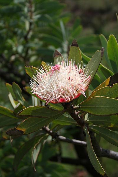Photo of Protea caffra uploaded by robertduval14