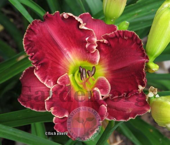 Photo of Daylily (Hemerocallis 'Rockets Bursting in Air') uploaded by Char