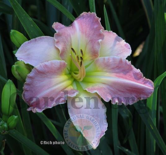 Photo of Daylily (Hemerocallis 'Love Comes Quickly') uploaded by Char