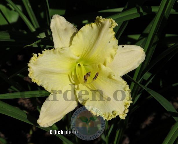 Photo of Daylily (Hemerocallis 'See Me-Feel Me-Touch Me') uploaded by Char
