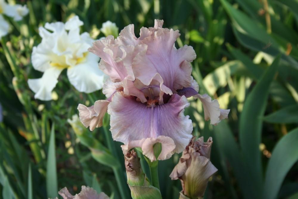 Photo of Tall Bearded Iris (Iris 'Sirocco Mist') uploaded by KentPfeiffer