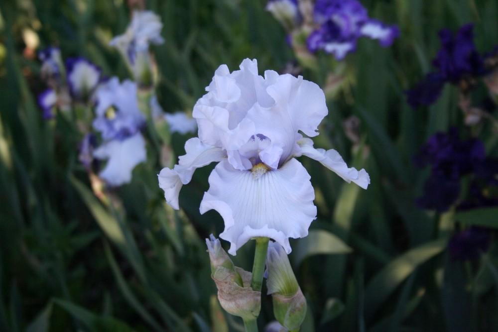 Photo of Tall Bearded Iris (Iris 'Silverado') uploaded by KentPfeiffer