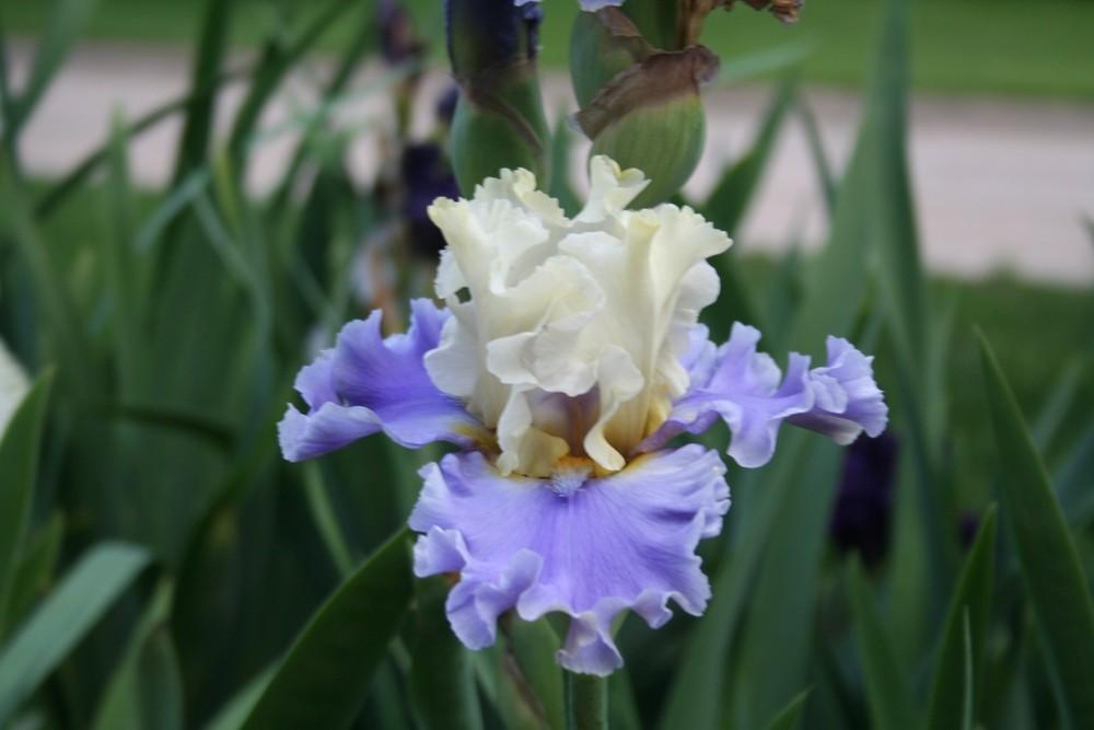 Photo of Tall Bearded Iris (Iris 'Silk Road') uploaded by KentPfeiffer