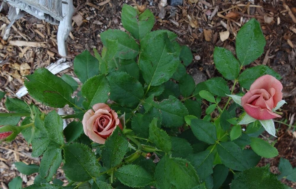 Photo of Rose (Rosa 'Koko Loko') uploaded by Skiekitty
