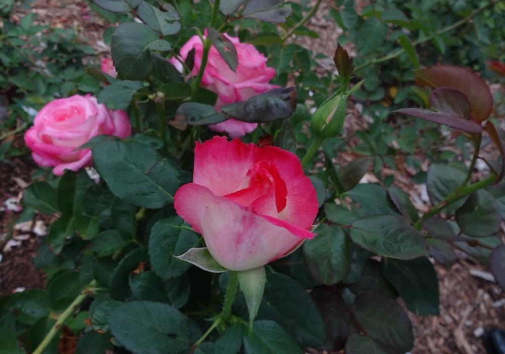 Photo of Rose (Rosa 'California Dreamin'') uploaded by Skiekitty
