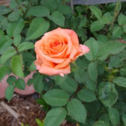 Location: Denver Metro CO
Date: 2013-08-08
This was a bodybag rose I planted back in '11!