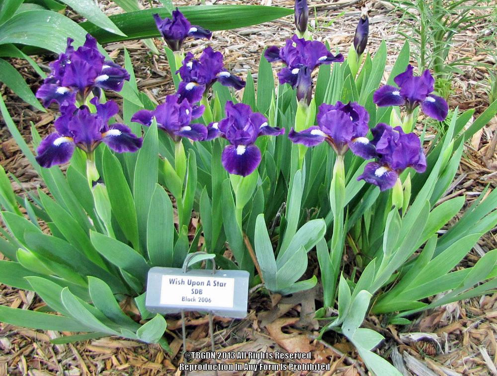 Photo of Standard Dwarf Bearded Iris (Iris 'Wish Upon a Star') uploaded by TBGDN