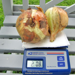 
Date: August 6, 2013
Two Onions: Two Pounds!