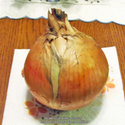 
Date: August 8, 2013
Mature Bulb 12+ Inches Circumference