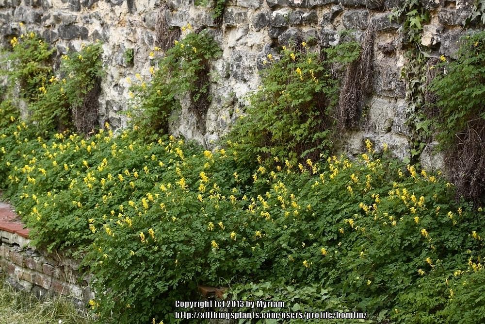 Photo of Yellow Corydalis (Pseudofumaria lutea) uploaded by bonitin