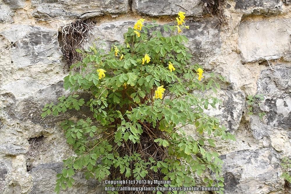 Photo of Yellow Corydalis (Pseudofumaria lutea) uploaded by bonitin