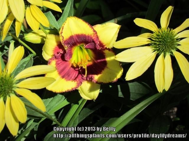 Photo of Daylily (Hemerocallis 'Diddley Squat') uploaded by daylilydreams