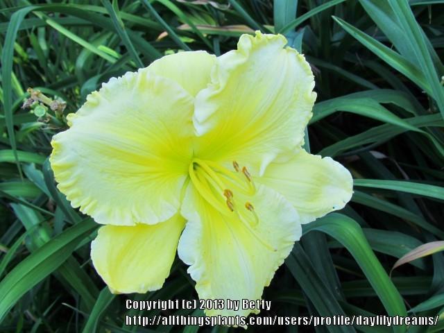 Photo of Daylily (Hemerocallis 'Butter Cream') uploaded by daylilydreams