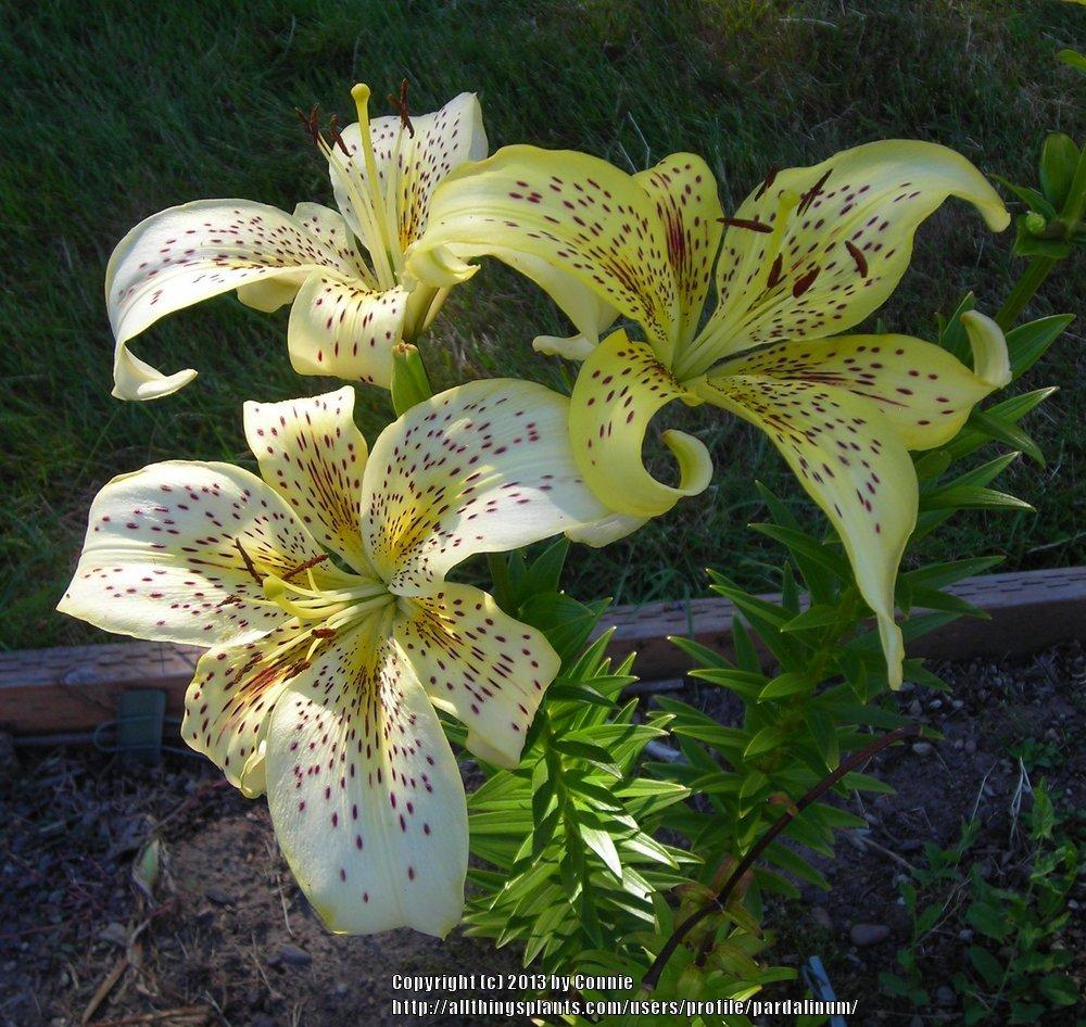 Photo of Lily (Lilium 'Stunning') uploaded by pardalinum