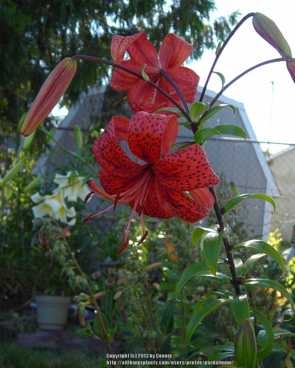 Photo of Lily (Lilium 'Blood Tiger') uploaded by pardalinum