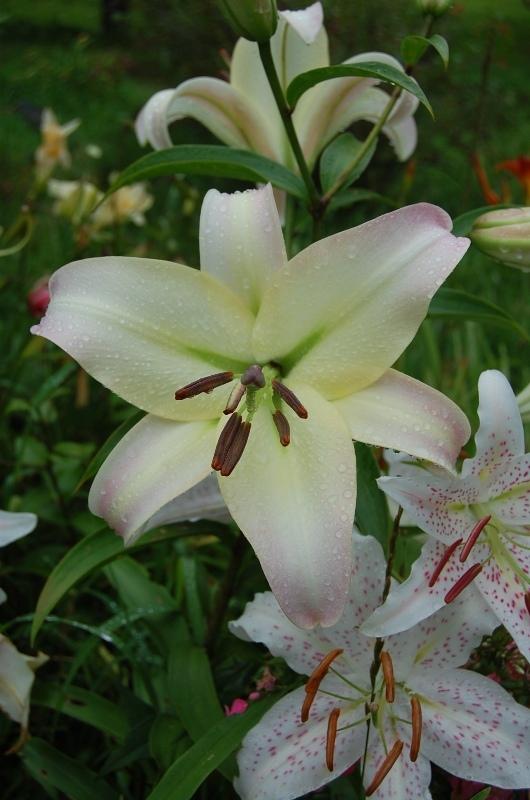 Photo of Lily (Lilium 'Pretty Woman') uploaded by pixie62560