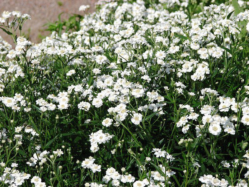 Photo of Yarrow (Achillea ptarmica 'The Pearl') uploaded by robertduval14