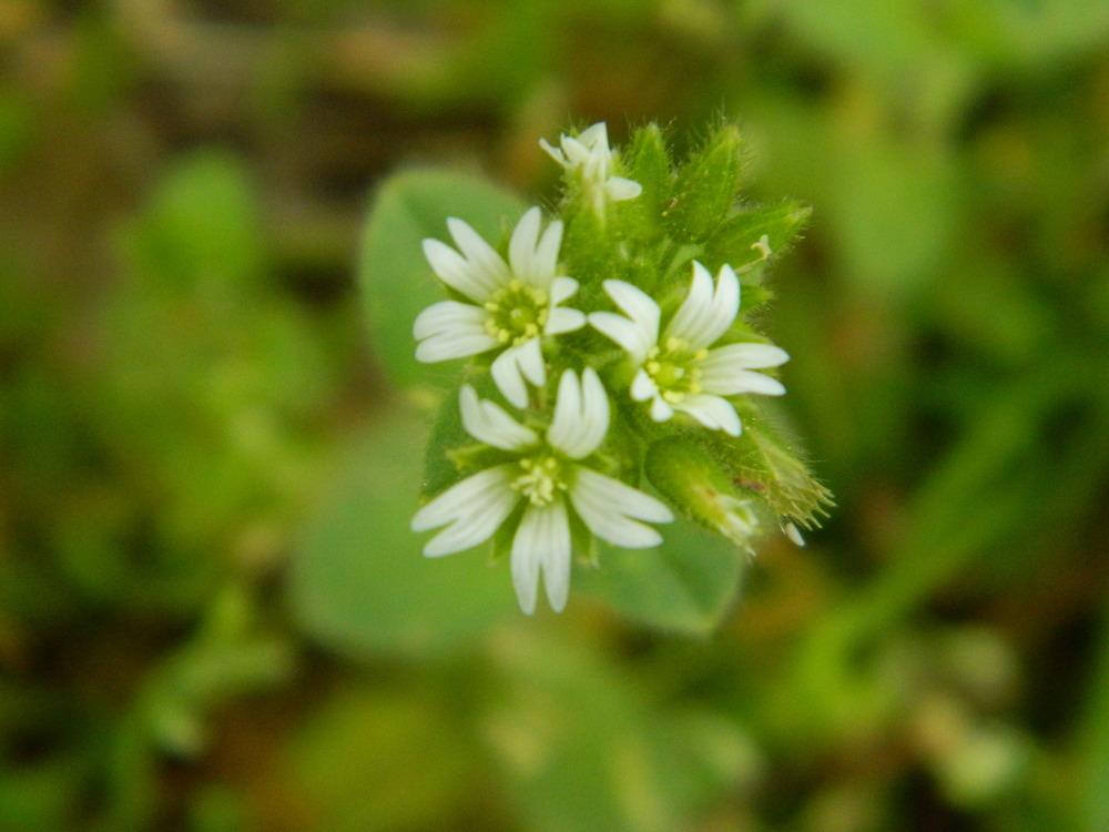 Photo of Mouse-Ear Chickweed (Cerastium fontanum) uploaded by wildflowers