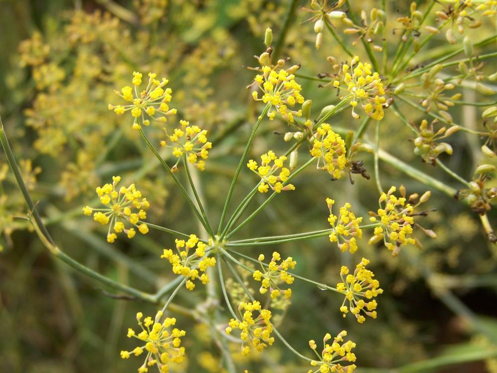 Photo of Fennel (Foeniculum vulgare) uploaded by HollyAnnS