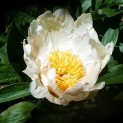 Location: Elizabeth Colorado, zone 4B
Date: 2013-05-31
1st bloom on this peony, 4-5 years old.  A very pale yellow, like